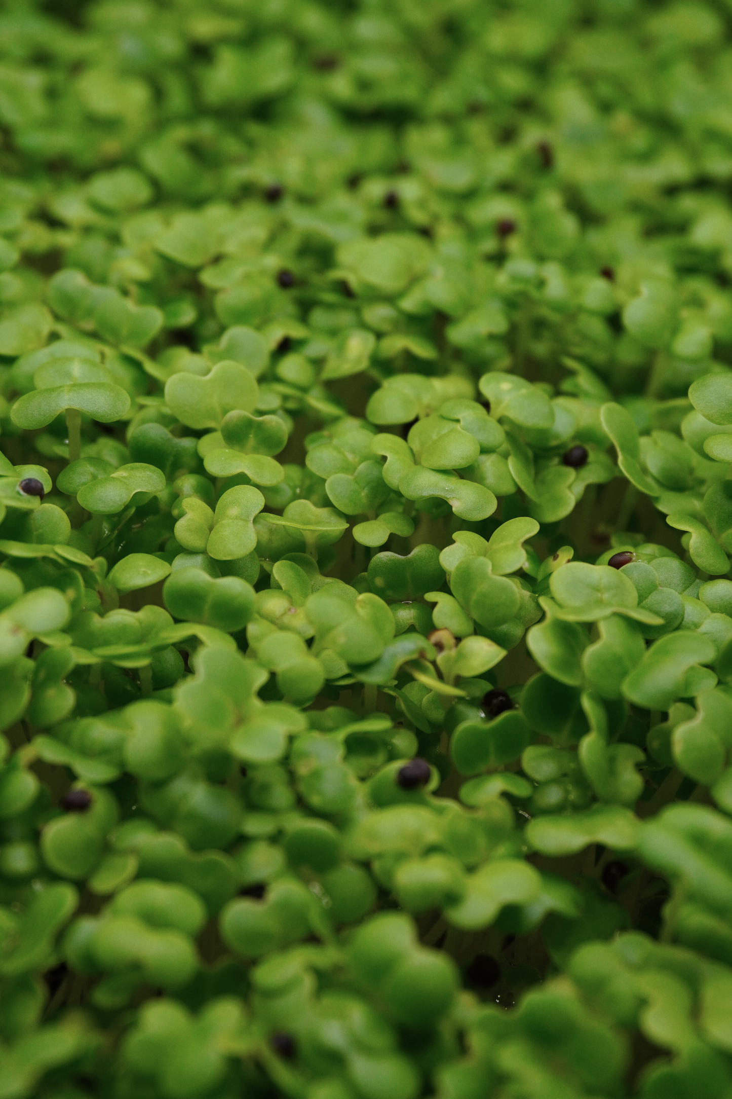 Pak Choi, White Stem