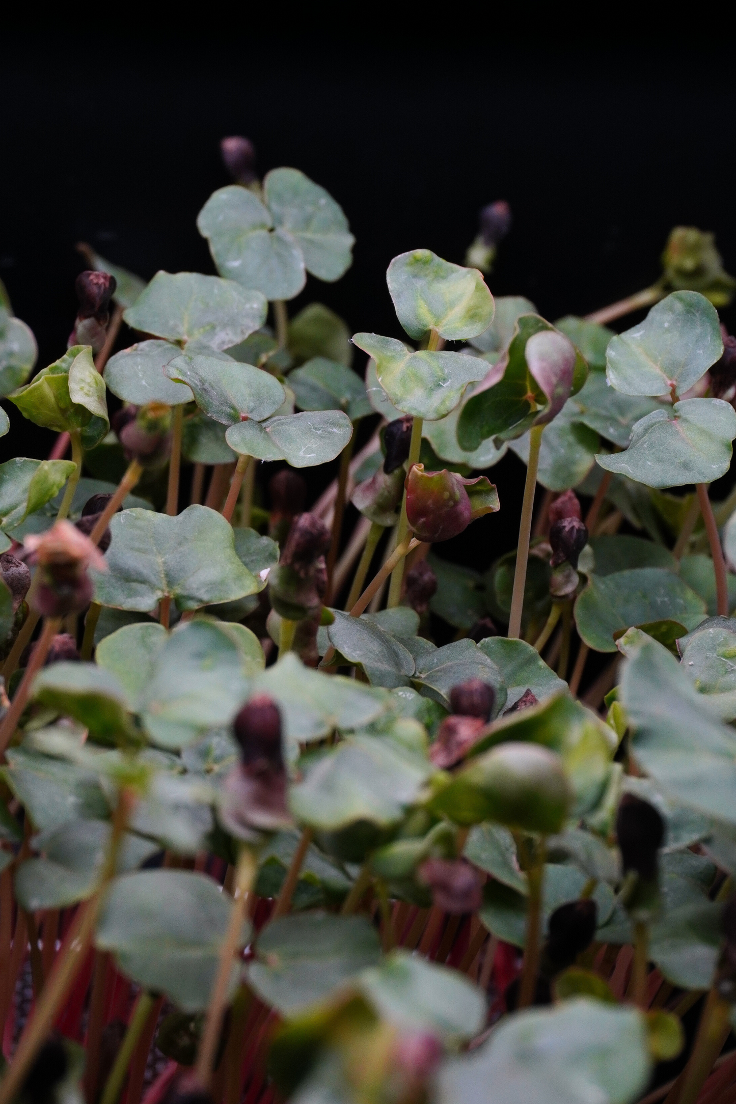 Buckwheat