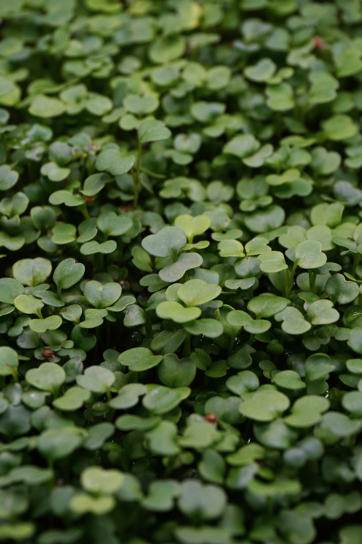 Arugula Rocket