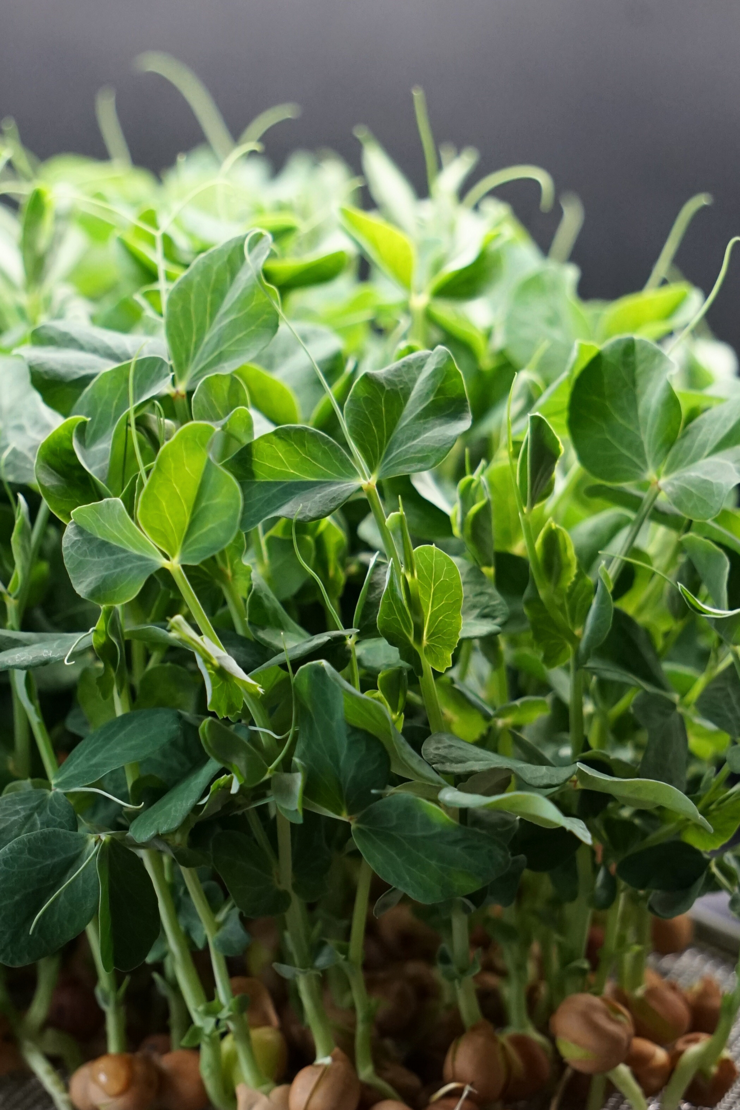 Pea, Salad