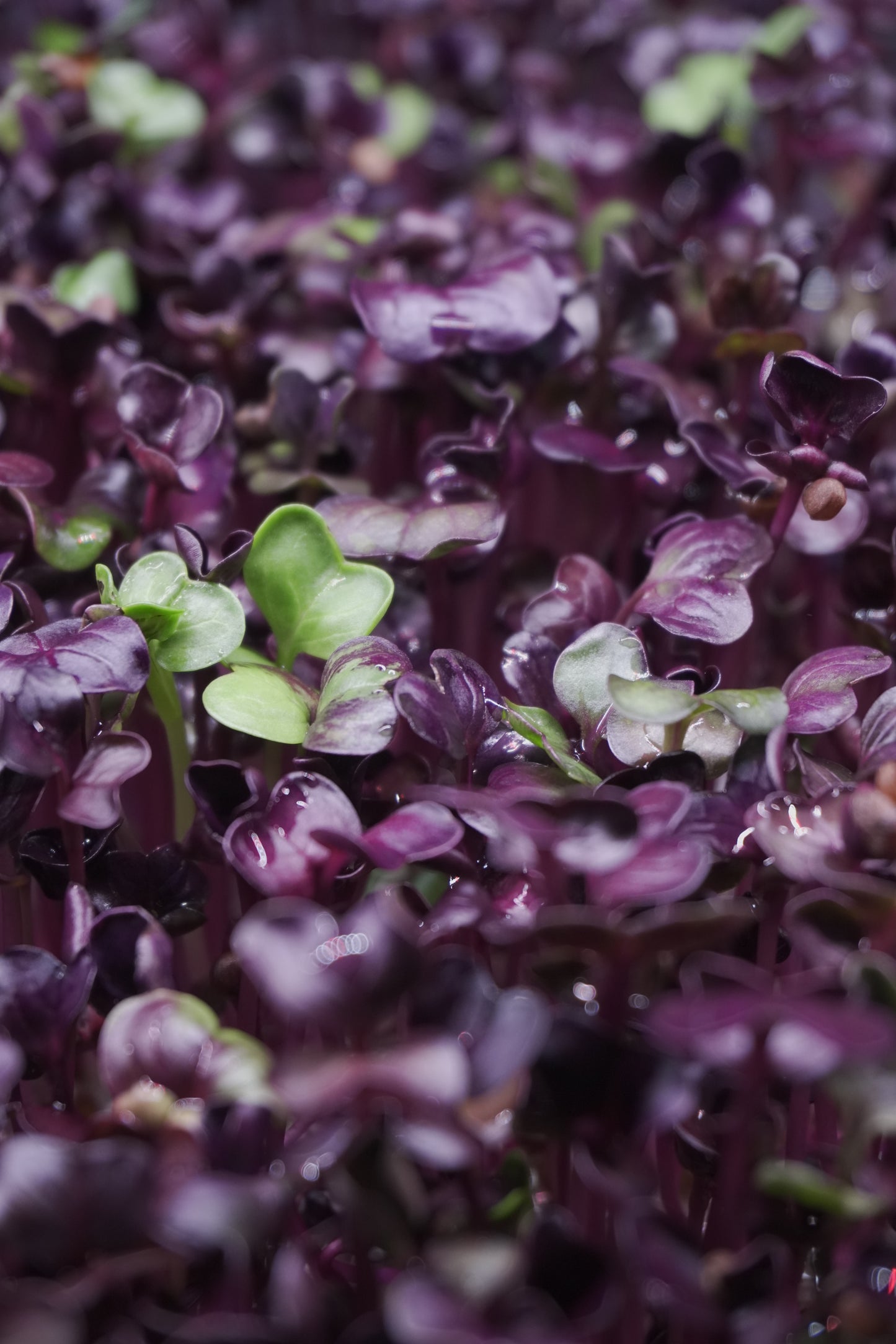Sango Radish