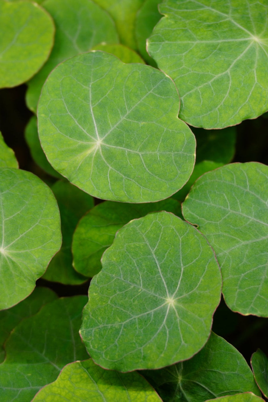 Nasturtium, Tom T.