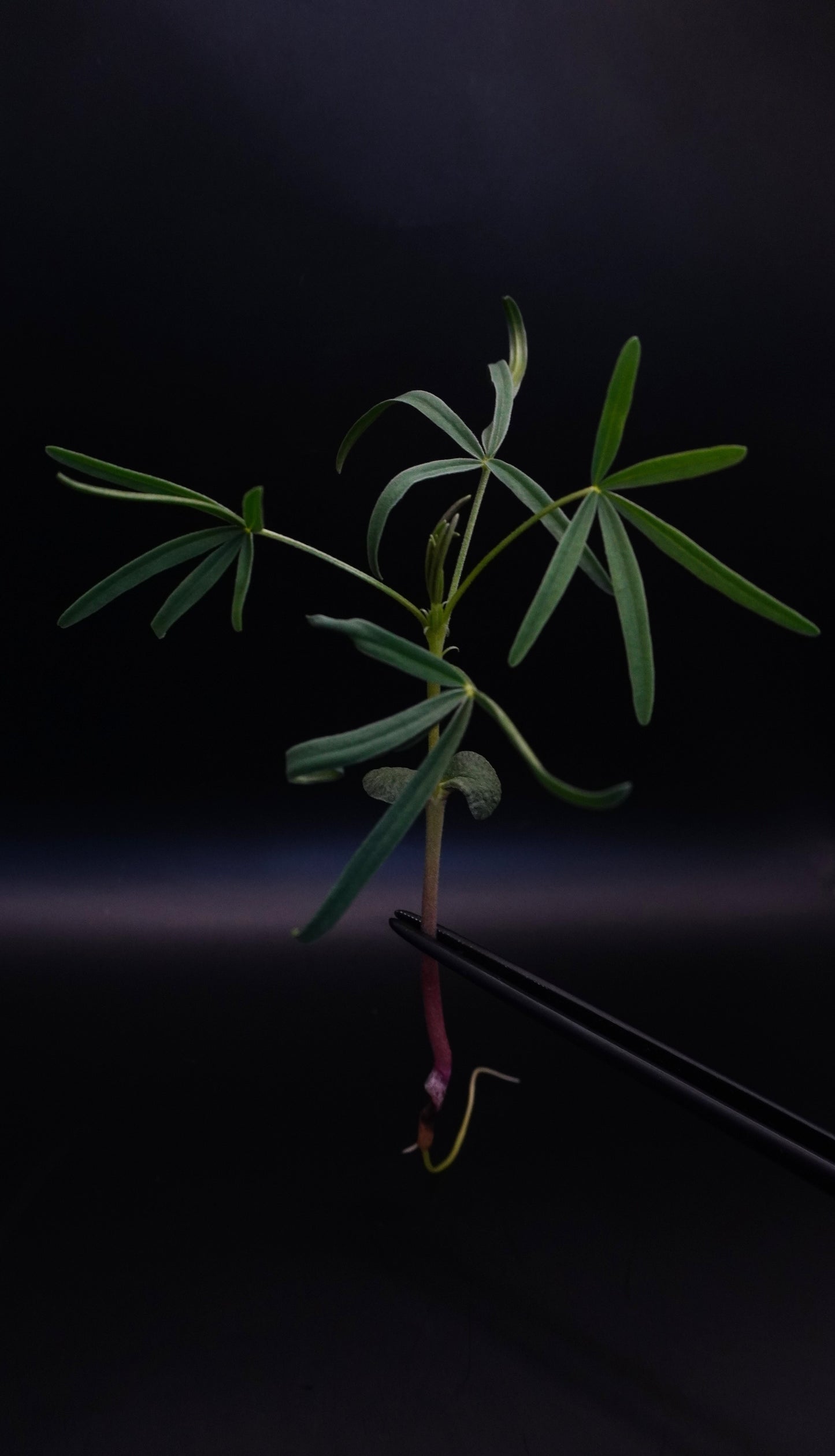 Lupine