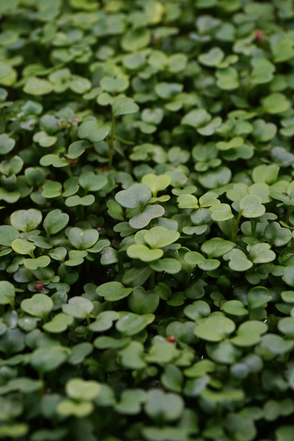 Arugula Rocket