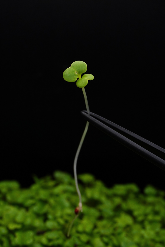 Pak Choi, White Stem