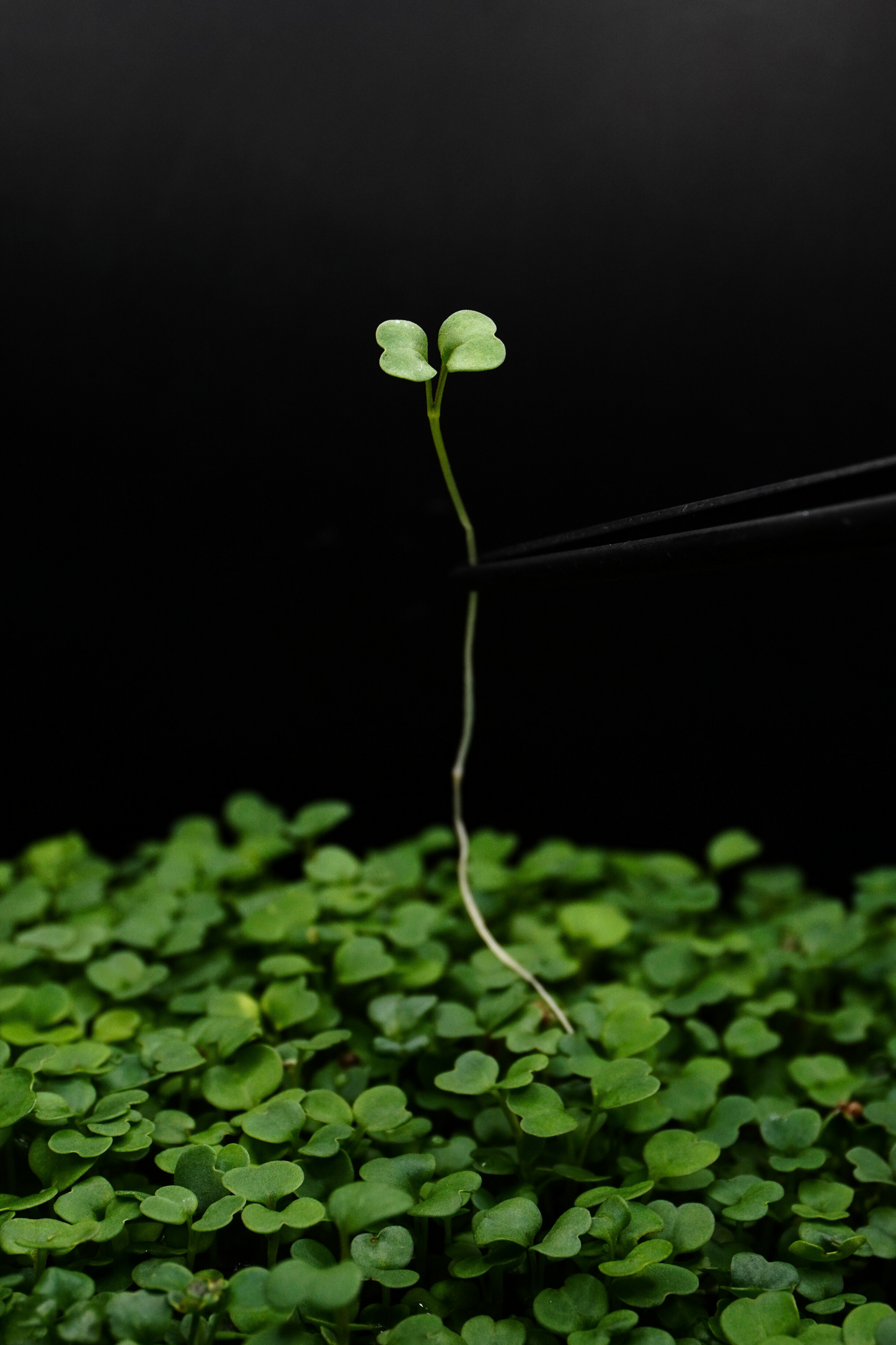 Arugula Rocket