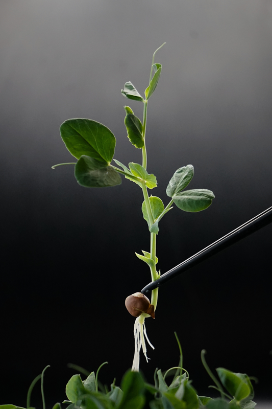Pea, Salad