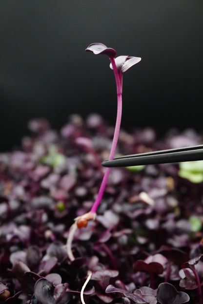 Sango Radish
