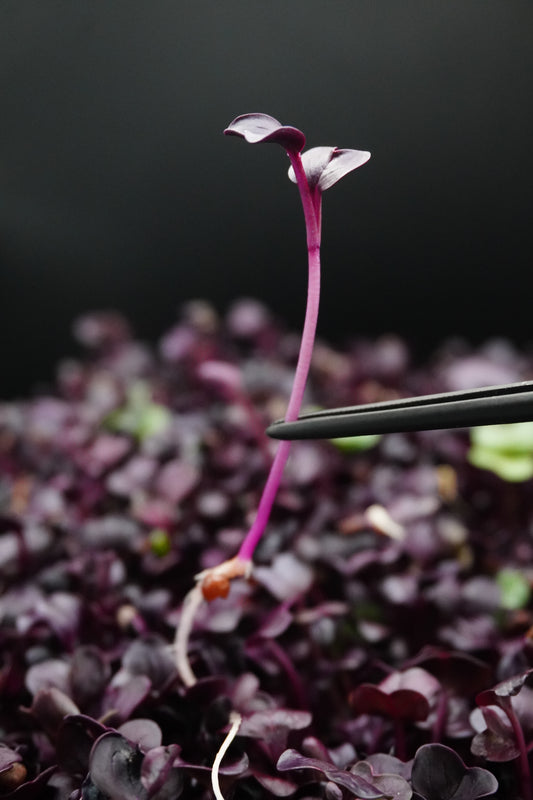 Sango Radish