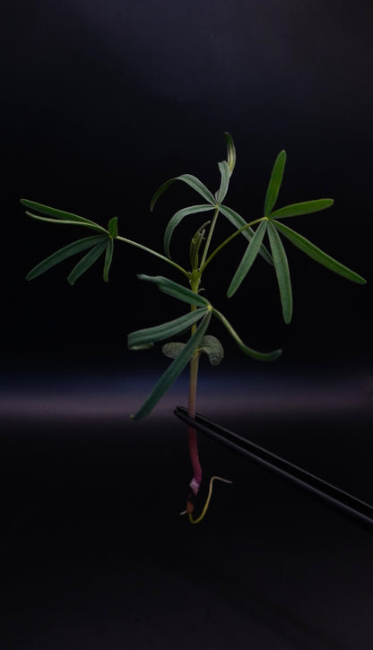 Lupine