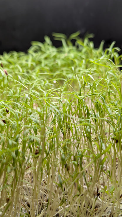 Dill, Dakota